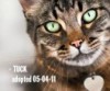 Pawsitive Response to New Ads